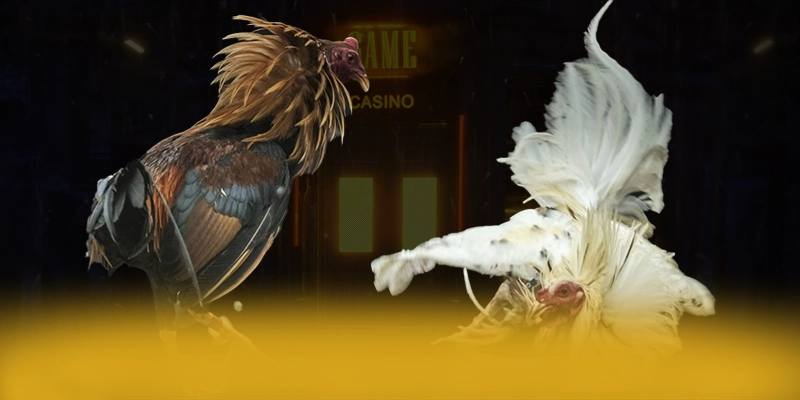 Khám phá hành trình của DAGA88 - Trang game phổ biến nhất số 1 Việt Nam
Khám phá hành trình của DAGA88 - Trang game phổ biến nhất số 1 Việt Nam