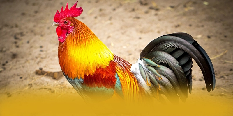 GEM88 – Nhà cái uy tín số 1, được cộng đồng đánh giá tích cực. GEM88 – Nhà cái uy tín số 1, được cộng đồng đánh giá tích cực.