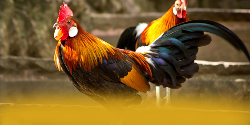 
Khám phá hành trình của tài xỉu online - Sân chơi được đánh giá cao hiện nay
