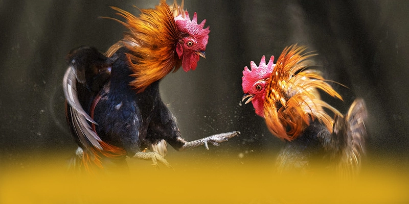 Điểm nổi bật tại FAFA191 - Cổng cá cược đẳng cấp được giới cược thủ tin tưởng
Điểm nổi bật tại FAFA191 - Cổng cá cược đẳng cấp được giới cược thủ tin tưởng