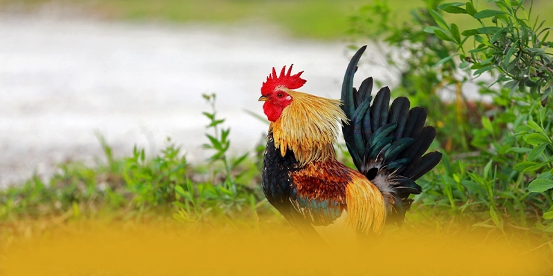 NK88 - Lời kết một cách toàn diện.