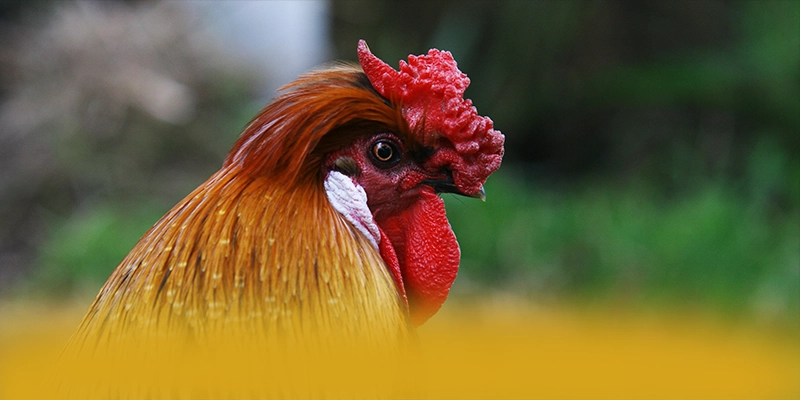 BL555 - Lời kết từ trải nghiệm thực tế.