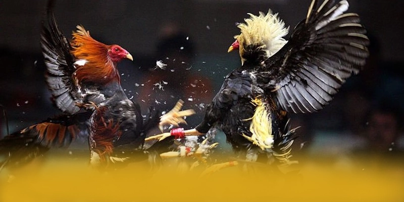 RR99 - Cổng trò chơi hiệu năng vượt trội trên thị trường RR99 - Cổng trò chơi hiệu năng vượt trội trên thị trường