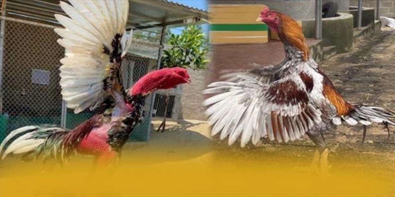 RR99 – Thương hiệu hàng đầu Việt Nam, đang làm mưa làm gió trên thị trường. RR99 – Thương hiệu hàng đầu Việt Nam, đang làm mưa làm gió trên thị trường.