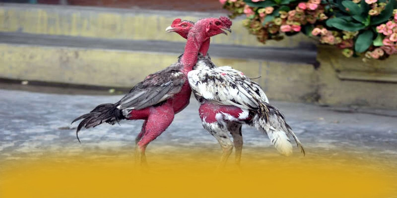 UU88 - Sân chơi đang được quan tâm hàng đầu được game thủ lựa chọn – Khám phá những game hot đến từ UU88