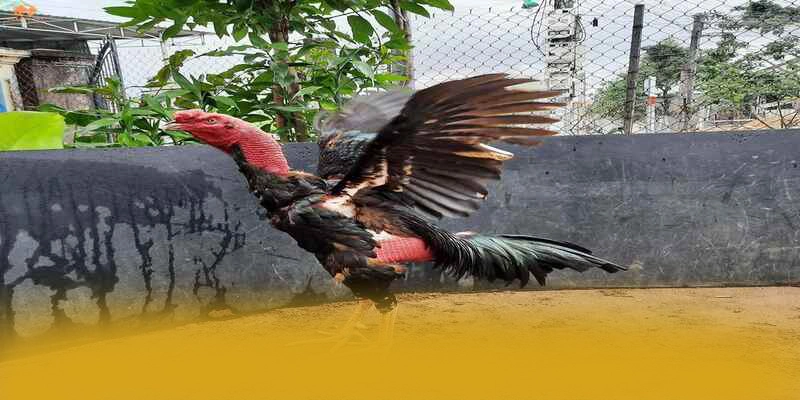 AU88 - Tổng kết một cách tổng quan.