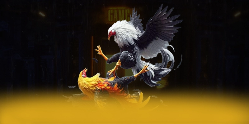 NK88 - Cổng cá cược được yêu thích hiện nay