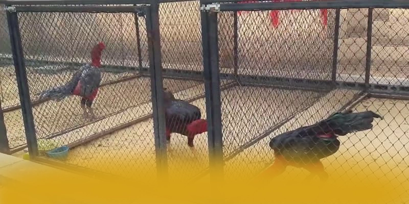 B52 - Cổng trò chơi hiện đại đang làm mưa làm gió